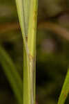 False hop sedge